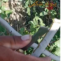 پیوند انواع درخت میوه و پسته و بادام و...
