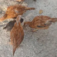 خروس و جوجه لاری افغانی|حیوانات مزرعه|فیروزآباد (لرستان), |دیوار