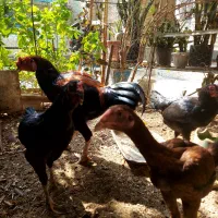 مرغ و خروس و جوجه