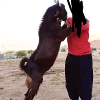 ساورین یا نر بز