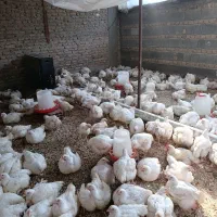 مرغ ارگانیک|حیوانات مزرعه|آق قلا, |دیوار