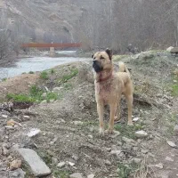 واگذاری سرابی پژدر