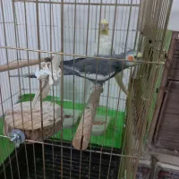 عروس هلندی مولد ب شرط سالم بودن.