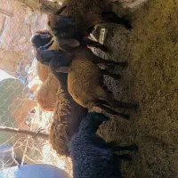 بره گوسفند بزرگ