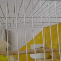 قناری رسمی سرخ مولد روی تخم|پرنده|مشهد, تلگرد|دیوار