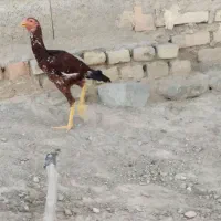 مرغ و خروس نسل دار|حیوانات مزرعه|سراوان, |دیوار