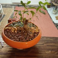 گل و گیاه با گلدون سرامیکی