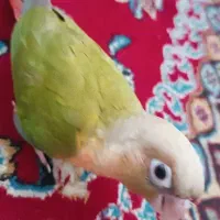 طوطی گرینچیک گمشده