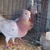 سرور کاکلی|حیوانات|مبارکه, |دیوار