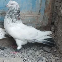 کله ای دنبی قدیمی