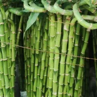 گل بامبو .یوکا .گلدان شیشه ای