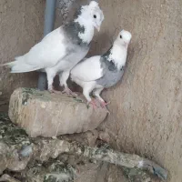 کبوتر طوقی کفتر سینه