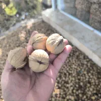 گردو درجه یک|خوردنی و آشامیدنی|اهواز, گلستان|دیوار