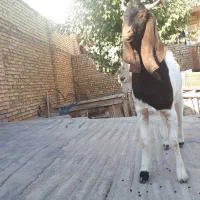 بز پاکستانی بره قوچ|حیوانات مزرعه|لنجان, |دیوار