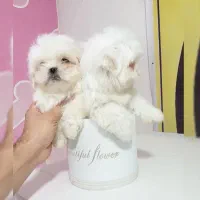 شیتزو،پامرانین،پودل، پیکینیز