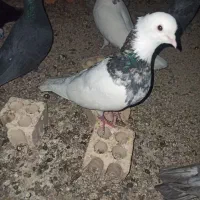 کفتر
