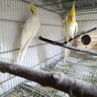 طوطی عروس  جفت و جوجه|پرنده|بهشهر, |دیوار