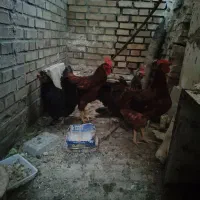 سه عدد خروس جوان هیکلی