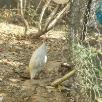 کبوتر بادکنکی درشت پاپر نر معاوضه با مرغ تخمگذار|پرنده|احمدآبادمستوفی, |دیوار