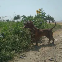 سگ پیتبول