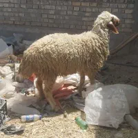 بره ماده دجیچه