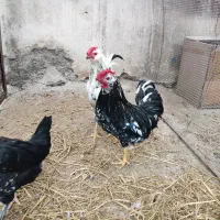 مرغ و خروس گلین