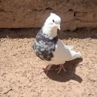 جوجه کفتر برای دستی کردن اگه دارید میخام