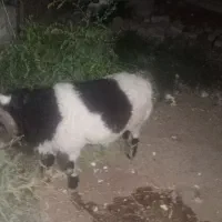 بره نر یساله