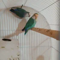 طوطی برزیلی