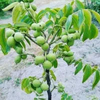 بزرگترین نهالستان(واقع در شمال غرب کشور)