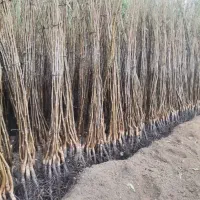 نهال گردو|خدمات باغبانی و درختکاری|شیراز, شهرک قمشه|دیوار