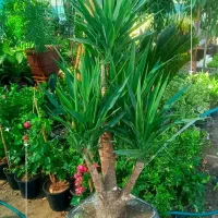 گل و گیاه|گل و گیاه طبیعی|بندر ماهشهر, |دیوار