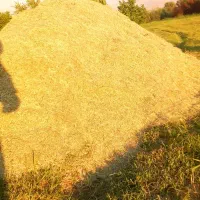 فروش یونجه