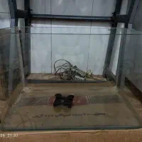 اکواریوم خمیده
