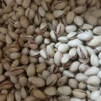 نیروی فنی برای کارگاه پسته