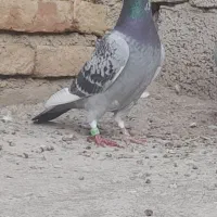 کبوتر مسافتی نرو ماده ۴عدد