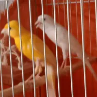 قناری ماده سفید|پرنده|فولادشهر, مسکن مهر فولادشهر|دیوار