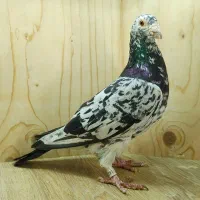 گروه چاشنی بازان.