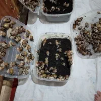 فروش حلزون اچاتینا آلبیون|خزنده|شهرکرد, |دیوار