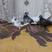 کبوتر آلمانی دانه 300هزار تومان