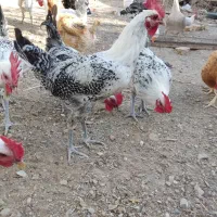 خروس
