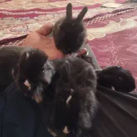 ۵عدد بچه خرگوش نیوجرسی