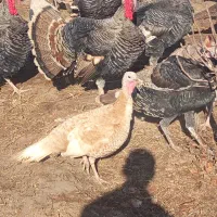 بقلمون محلی|حیوانات مزرعه|شوط, |دیوار