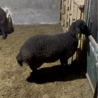 بره همو و هترو