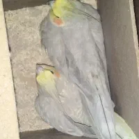 چندعدد پرنده به فروش میرسد|پرنده|لاران, |دیوار