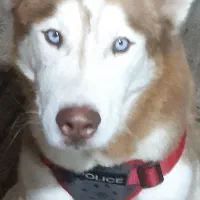 سگ هاسگی نر