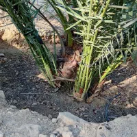 فروش تعدادی پاجوش خاصویی