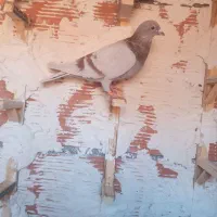 چهارتا حیوان پرشی ضربه ضمانتی|پرنده|بجنورد, |دیوار