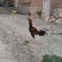 خروس لاری تاج مهر