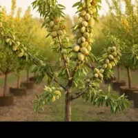 فروش انواع نهال های میوه و بادام و گردودر نهالستان